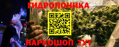 крисы Кингисепп